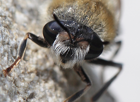 Imenottero  da identificare. No. Stratiomys longicornis?